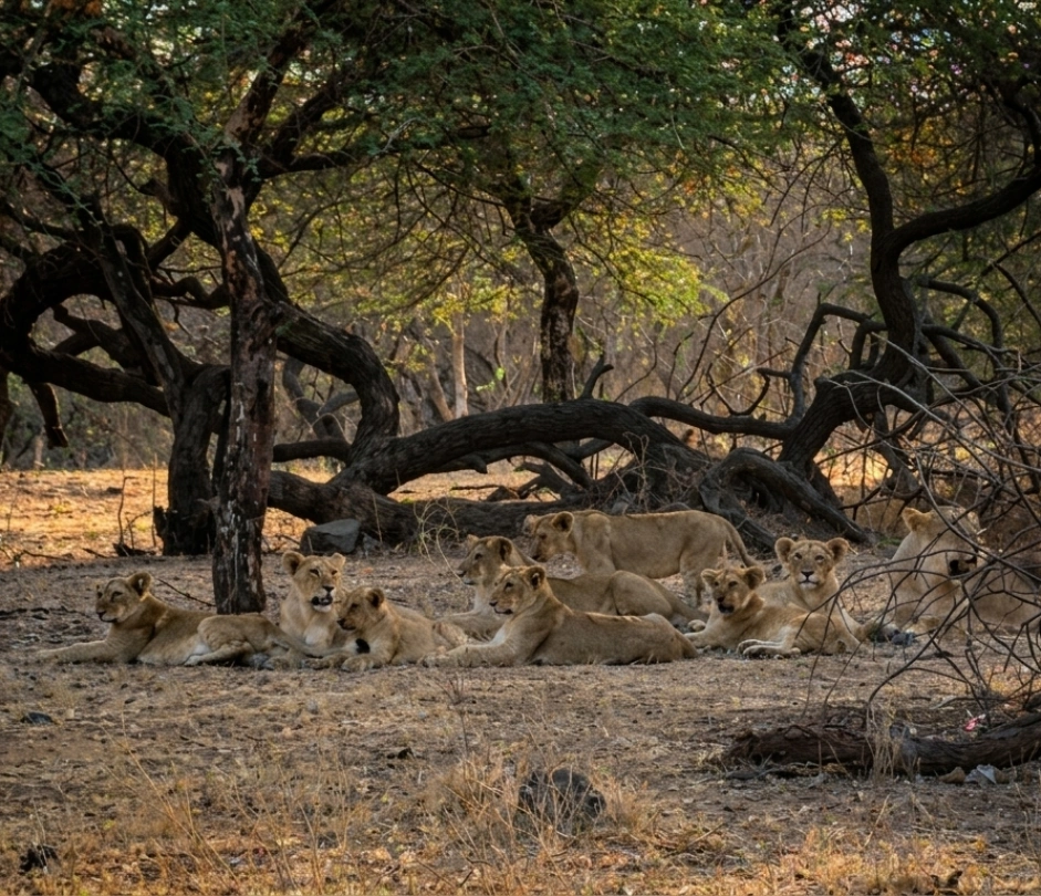 Asiatic Lion